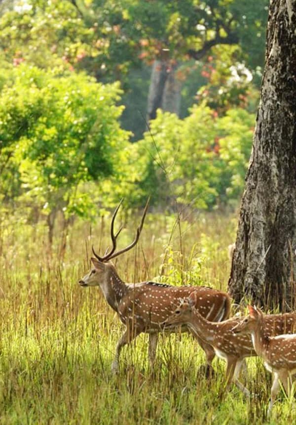 Safari & Wildlife Tours